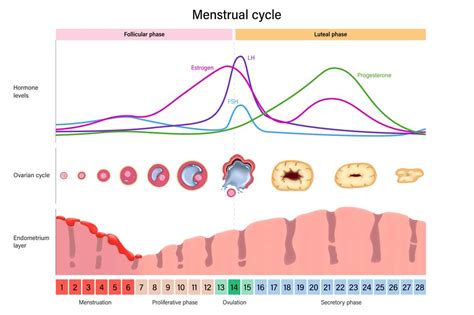 How to Have Sex During Your Period: 14 Steps (with。